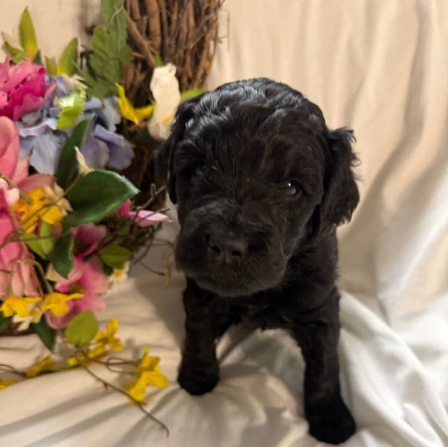 Onyx - Labradoodle Female