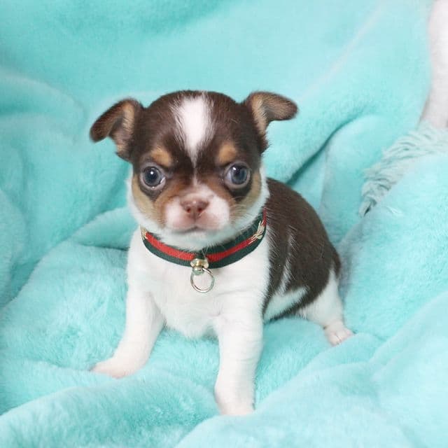 Cooper - Chihuahua Male