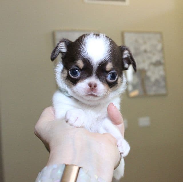 Ferrari - Chihuahua Male