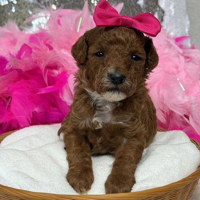 Tilly Pink Girl - Toy Poodle Female