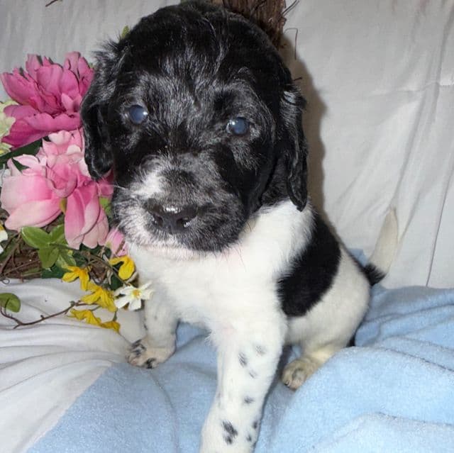 Trucker - Labradoodle Male
