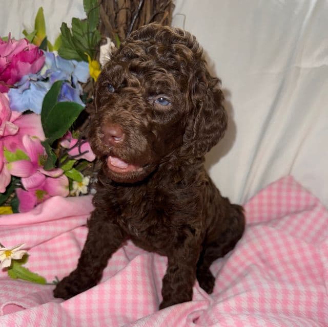 Shotsie - Labradoodle Female