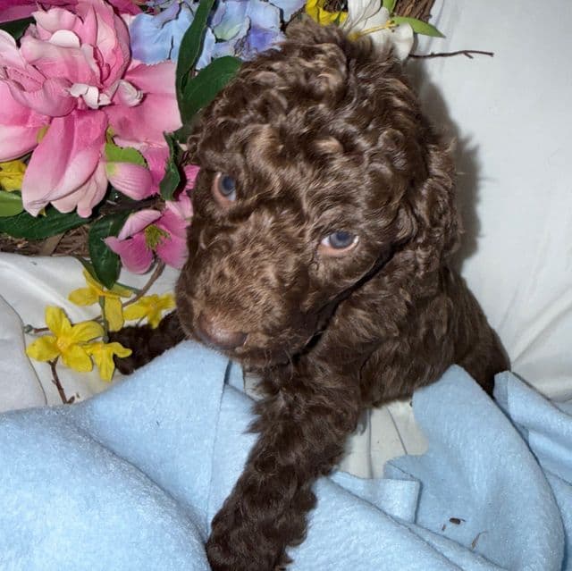 Arno - Labradoodle Male