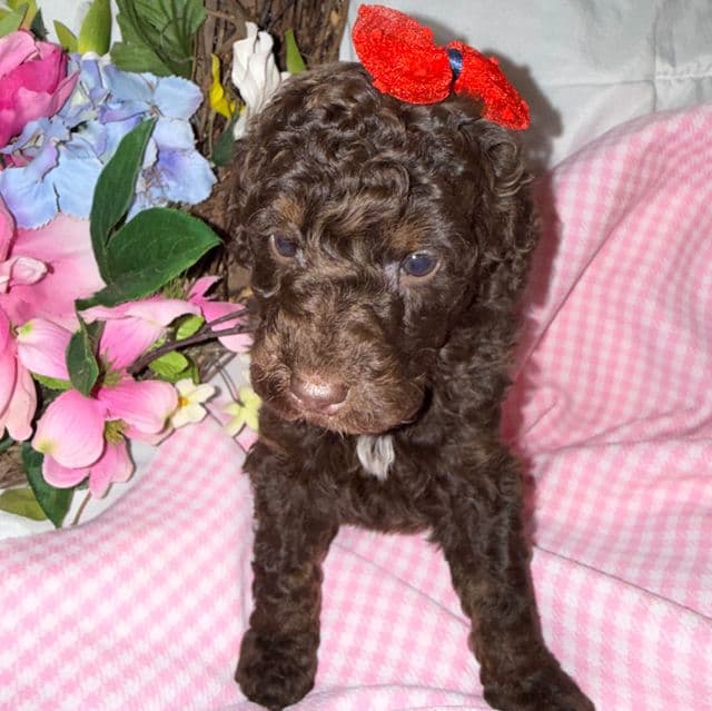 Cocoa - Labradoodle Female
