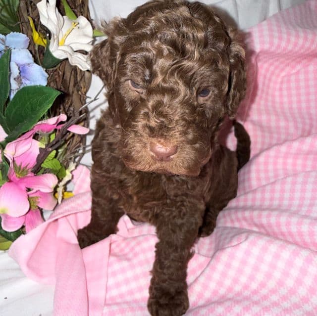 Paris - Labradoodle Female