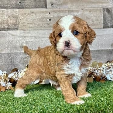 Crosby - Cavapoo Male