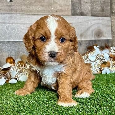 Chase - Cavapoo Male