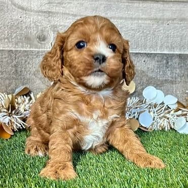 Croy - Cavapoo Male