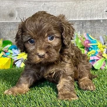 Dede - Cavapoo Female