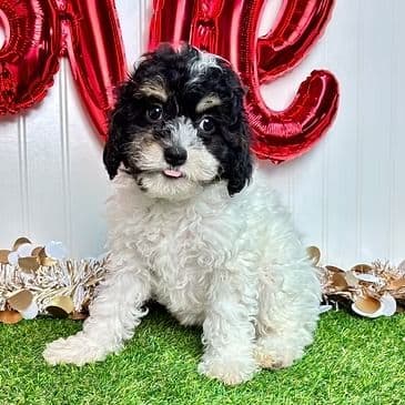 Klaire - Cavapoo Female