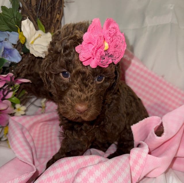 Elle - Labradoodle Female