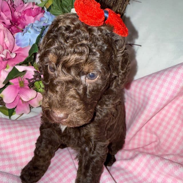 Cocoa - Labradoodle Female