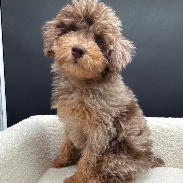 Hondo - Toy Poodle Male