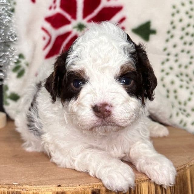 Comet - Cavapoo Male