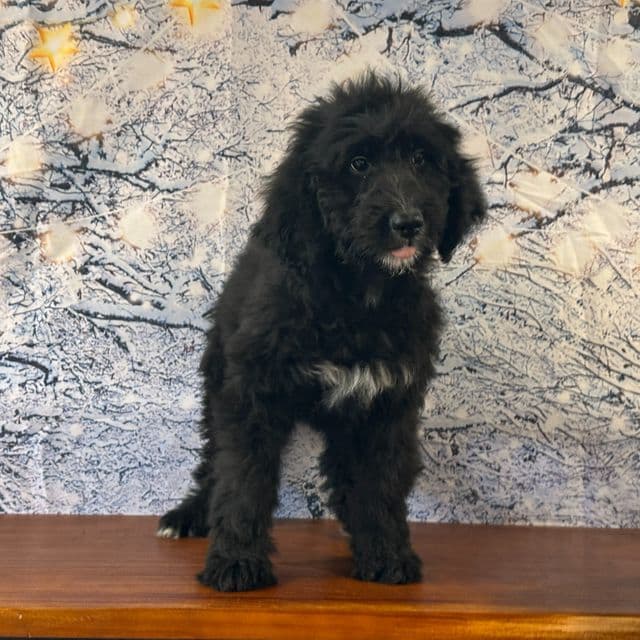 Bucky - Bernedoodle Male