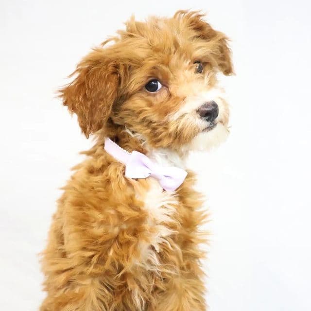 Haley - Goldendoodle Female