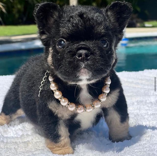 Cleo Fluffy - French Bulldog Female