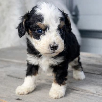 Dean - Bernedoodle Male