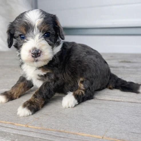 Everett - Bernedoodle Male