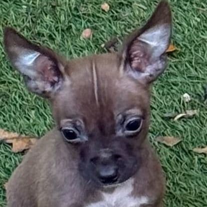 Sparky - Chihuahua Male