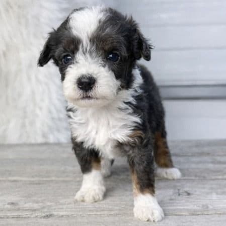 Zion - Bernedoodle Male