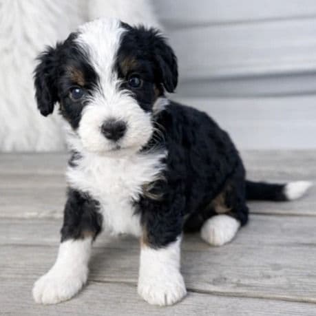 Atlas - Bernedoodle Male