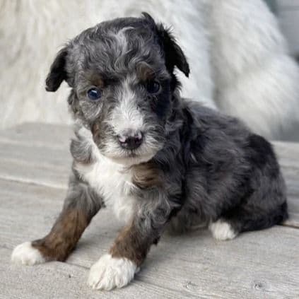 Jasper - Bernedoodle Male