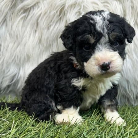 Stefan - Bernedoodle Male