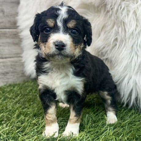 Sarah - Bernedoodle Female