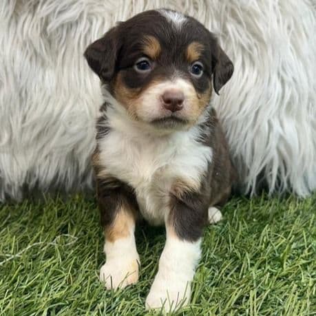 Ginny - Bernedoodle Female