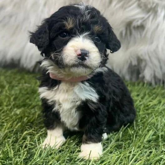 Kate - Bernedoodle Female