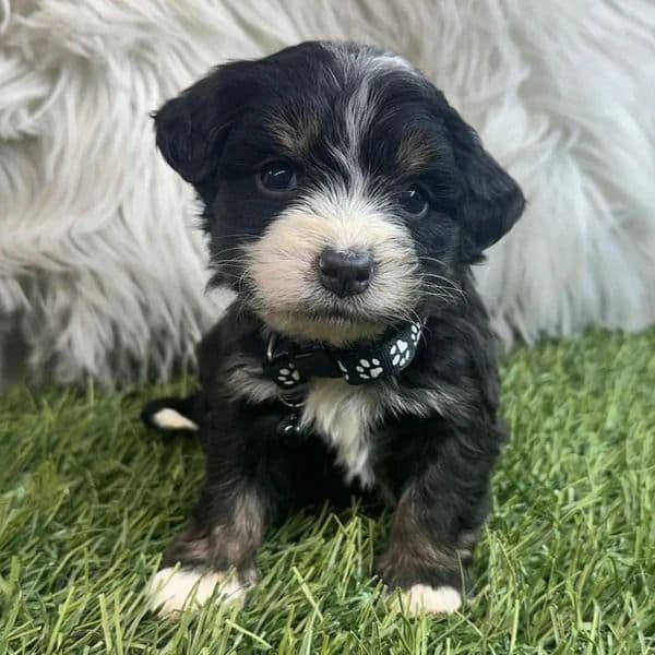 Penelope - Bernedoodle Female