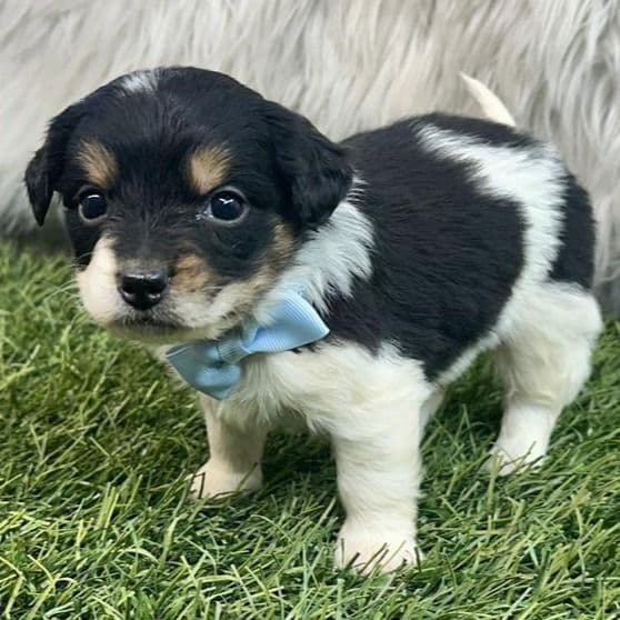 Monica - Bernedoodle Male