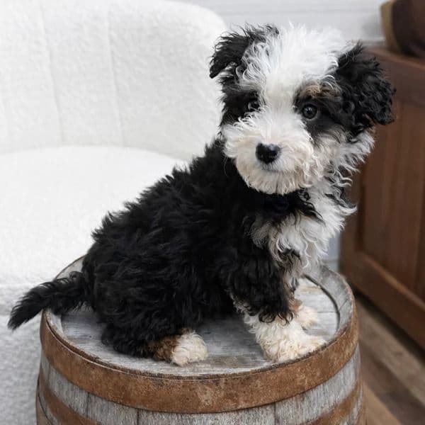 Flint - Bernedoodle Male