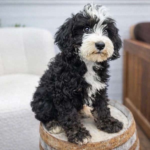 Oscar - Bernedoodle Male