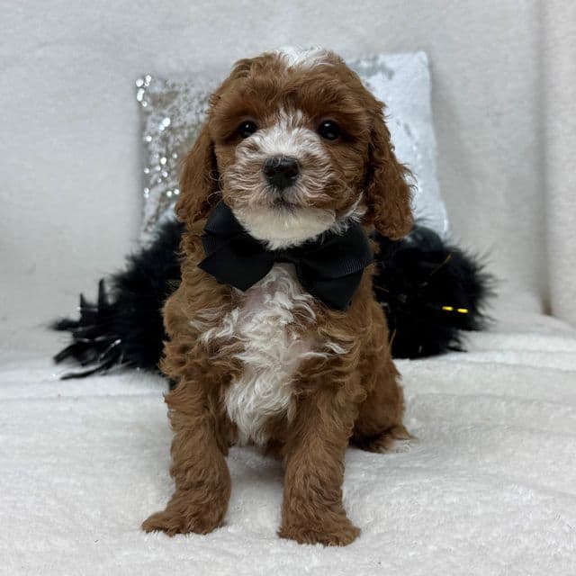 Tilly Black Boy - Toy Poodle Male