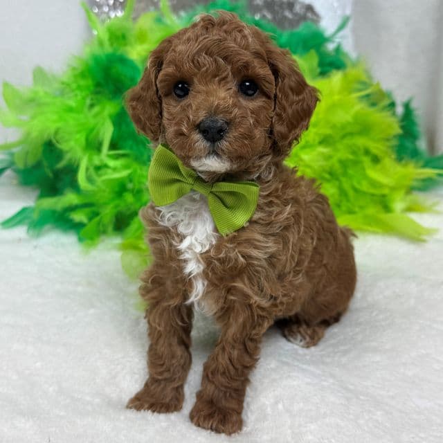 Jules Green Boy - Toy Poodle Male
