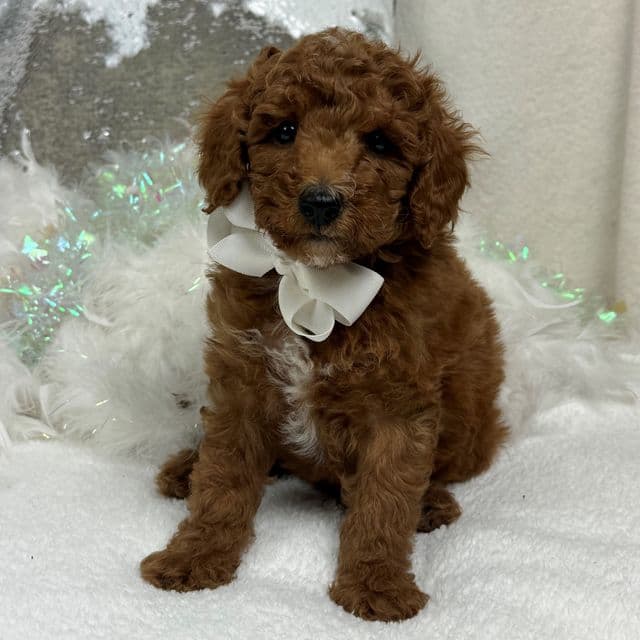 Tilly White Boy - Toy Poodle Male