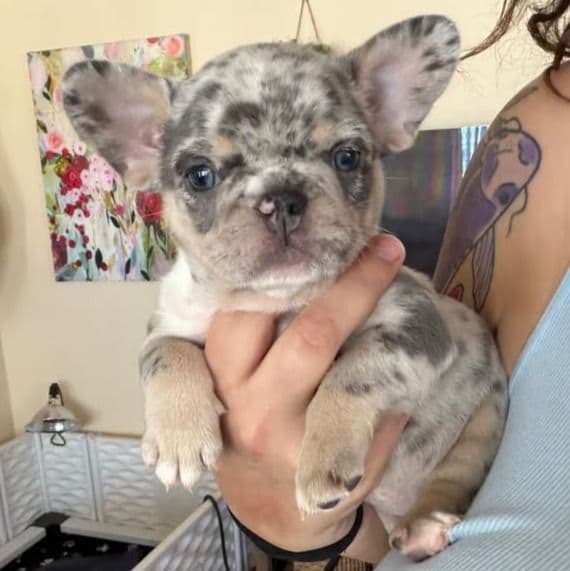 Chanel - French Bulldog Female