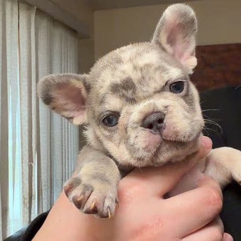 Dior - French Bulldog Female
