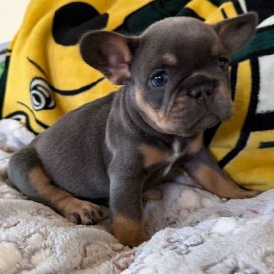 Tank - French Bulldog Male