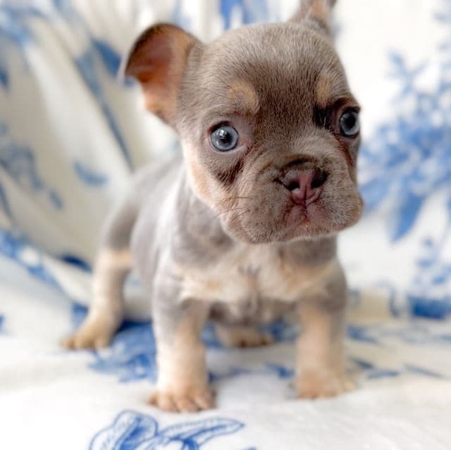 Jade - French Bulldog Male