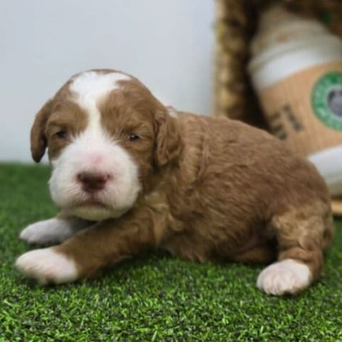 Bandit - Goldendoodle Male