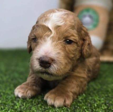 Hank - Goldendoodle Male