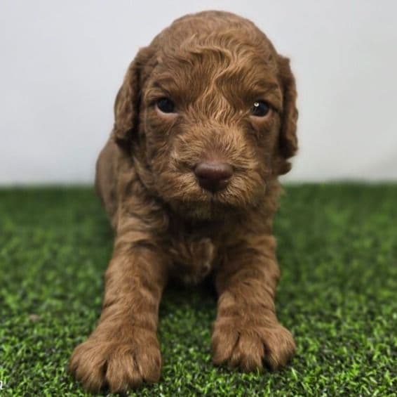 Clementine - Goldendoodle Female