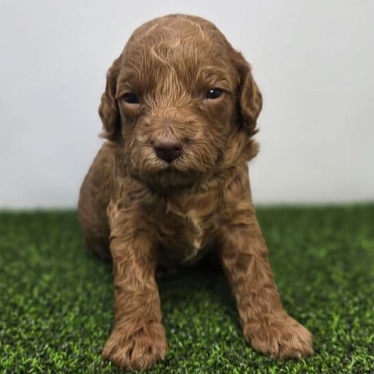 Josephine - Goldendoodle Female