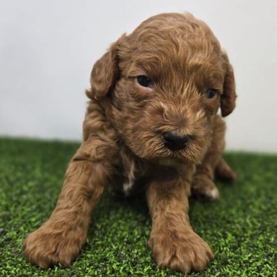 Marigold - Goldendoodle Female