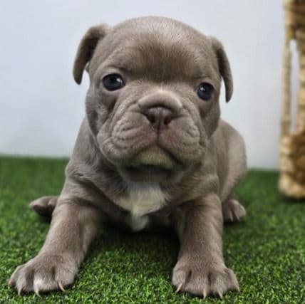 Bonnie - Frenchton Female