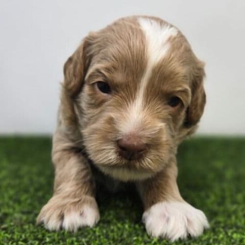 Sullivan - Goldendoodle Male