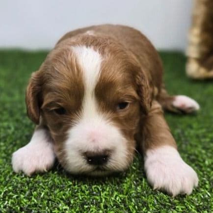 Dexter - Goldendoodle Male